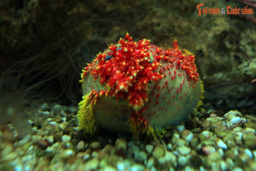 “ Táo biển” (sea apple) là tên gọi chung của các loài hải sâm thuộc chi Pseudocolochirus, sinh sống ở vùng biển Ấn Độ Dương - Thái Bình Dương. Tại Việt Nam, có thể quan sát cận cảnh loài động vật thú vị này trong Viện Hải dương học ở thành phố Nha Trang.