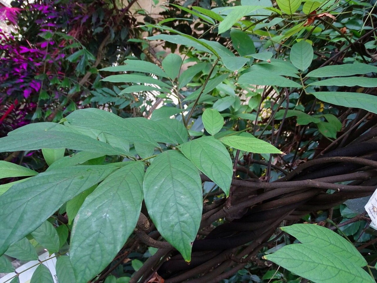 Thuốc cá hay dây mật (Derris elliptica) là tên gọi của một loài dây leo thuộc họ Đậu, mọc phổ biến ở khu vực Đông Nam Á, gồm Việt Nam, và các đảo phía tây Nam Thái Bình Dương. Ảnh: Plantnet.