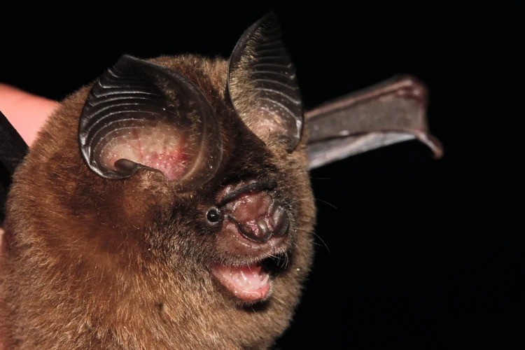  1. Dơi lá Hipposideros kingstonae.  Loài dơi mới này được phát hiện ở Đông Nam Á, thuộc một nhóm gồm khoảng 70 loài dơi có đặc điểm chung là khoang mũi tròn. Loài này khác biệt với các họ hàng ở hình dạng mũi và tiếng kêu âm vực cao mà chúng phát ra.