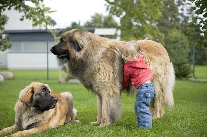  Leonberger là giống chó thuộc nhóm “tứ đại quốc khuyển” của Đức, gồm Berger, Leonberger, Rottweiler và Doberman.