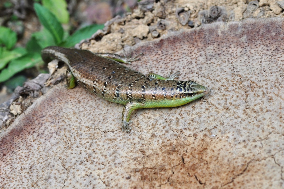 Rắn mối dương (Dasia olivacea). Kích cỡ: Dài thân 100-120 mm, dài đuôi gấp 120-170 mm. Khu vực phân bố: Miền Nam Việt Nam. Ảnh: BioLib.