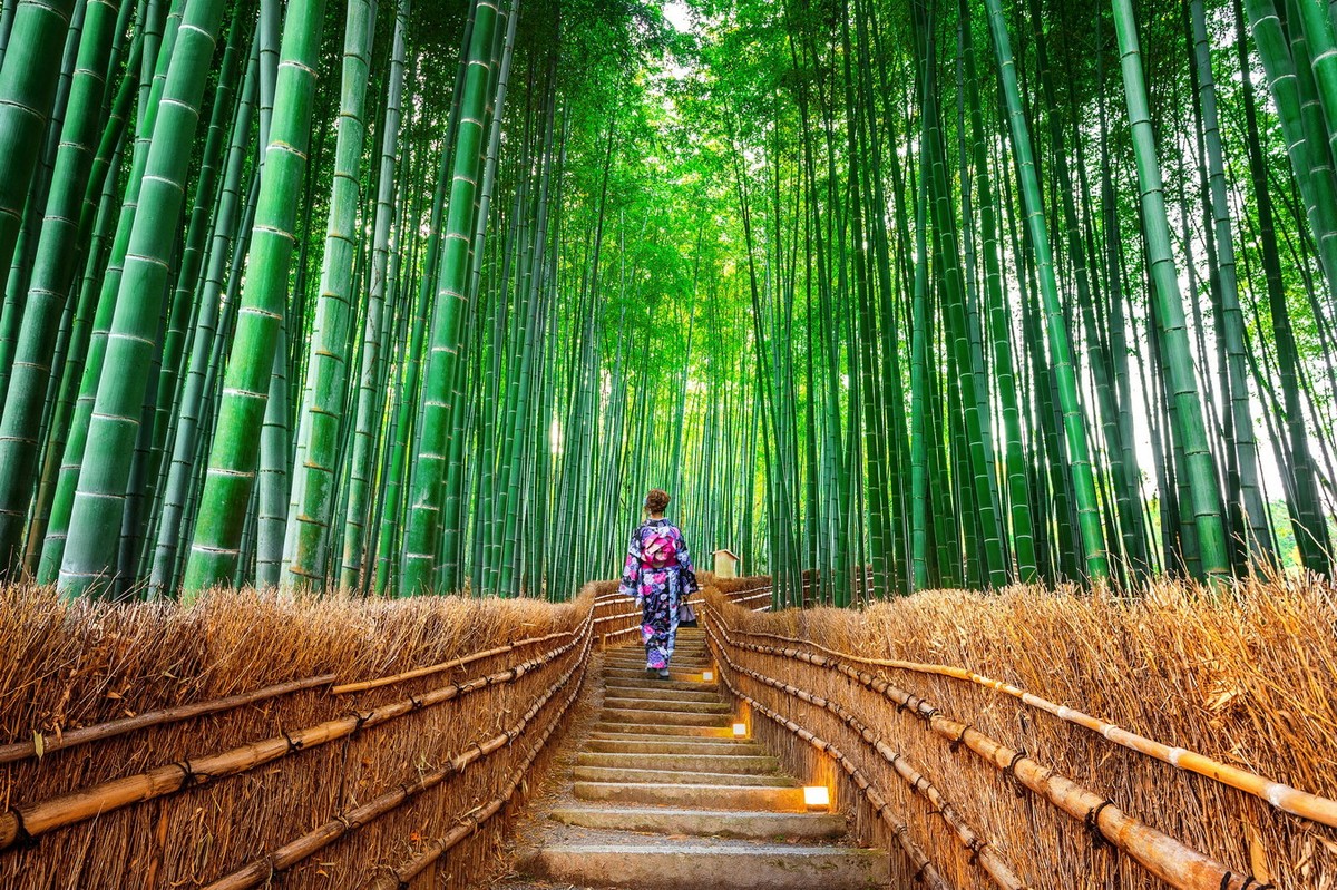 Với những rặng tre thẳng tắp trải dài như vô tận, rừng tre Sagano ở ngoại ô Kyoto là một trong những địa điểm tham quan nổi tiếng nhất của Nhật Bản. Ảnh: Veena World.