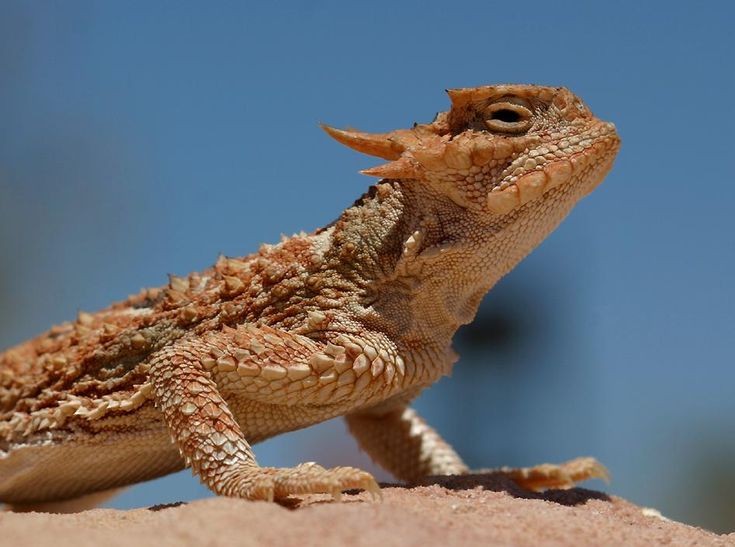 Tên gọi chính thức của những “con rồng” này là  thằn lằn sừng gai sa mạc (Desert Horned Lizard) một loài thằn lằn có nguồn gốc từ các sa mạc ở nước Mỹ.