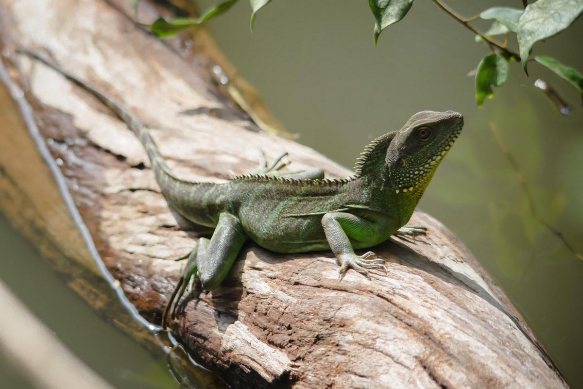 1.  Rồng đất (Physignathus cocincinus). Khu vực phân bố: Hầu khắp các tỉnh thành từ Bắc vào Nam. Ảnh: Thai National Parks.