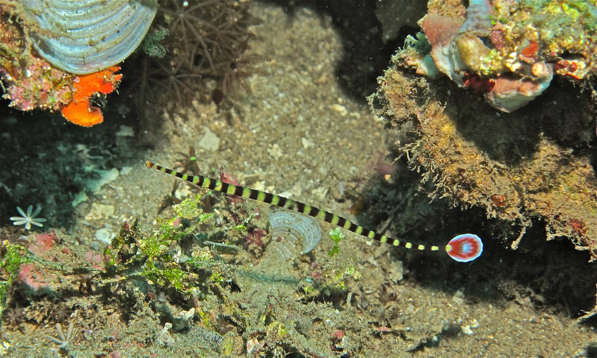  Cá chìa vôi khoang vằn (Doryrhamphus dactyliophorus). Khu vực phân bố ở Việt Nam: Quần đảo Trường Sa. Ảnh: Wikipedia.