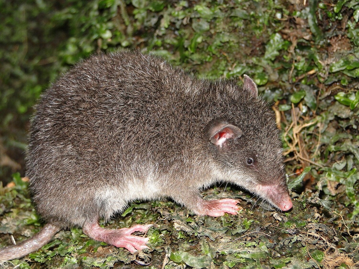 Chuột chù túi (Caenolestes obscurus) dài 9-14 cm, sống ở các vùng cao của Colombia, Ecuador và Venezuela. Loài  thú có túi này sử dụng răng cửa lớn ở hàm dưới để giết con mồi là động vật nhỏ. Ảnh: Wikiwand.