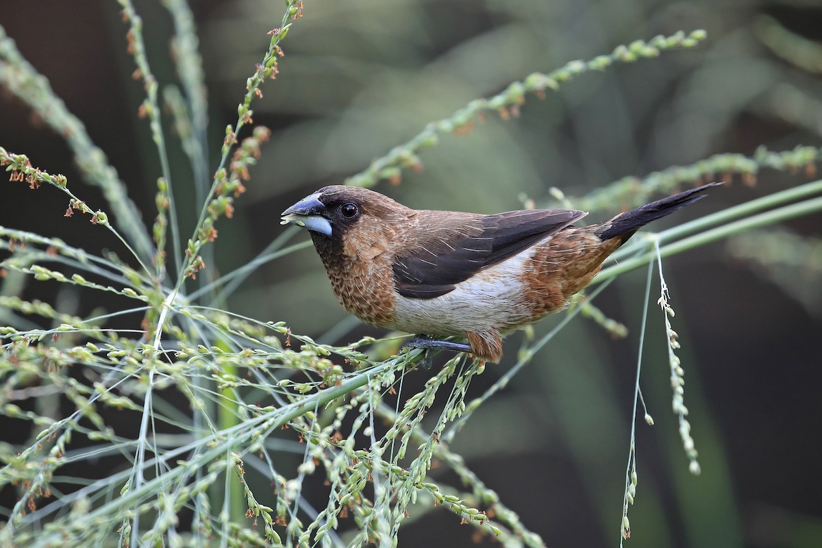  Di cam (Lonchura striata) dài 11-12 cm, là loài định cư, phổ biến trong cả nước. Ảnh: eBird.