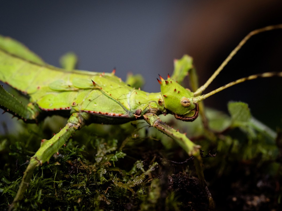 Là một loài côn trùng bản địa của khu vực Đông Nam Á,  bọ que rừng Malaysia (Heteropteryx dilatata) có vẻ ngoài gây ấn tượng đặc biệt với những người lần đầu nhìn thấy. Ảnh: iNaturalist.