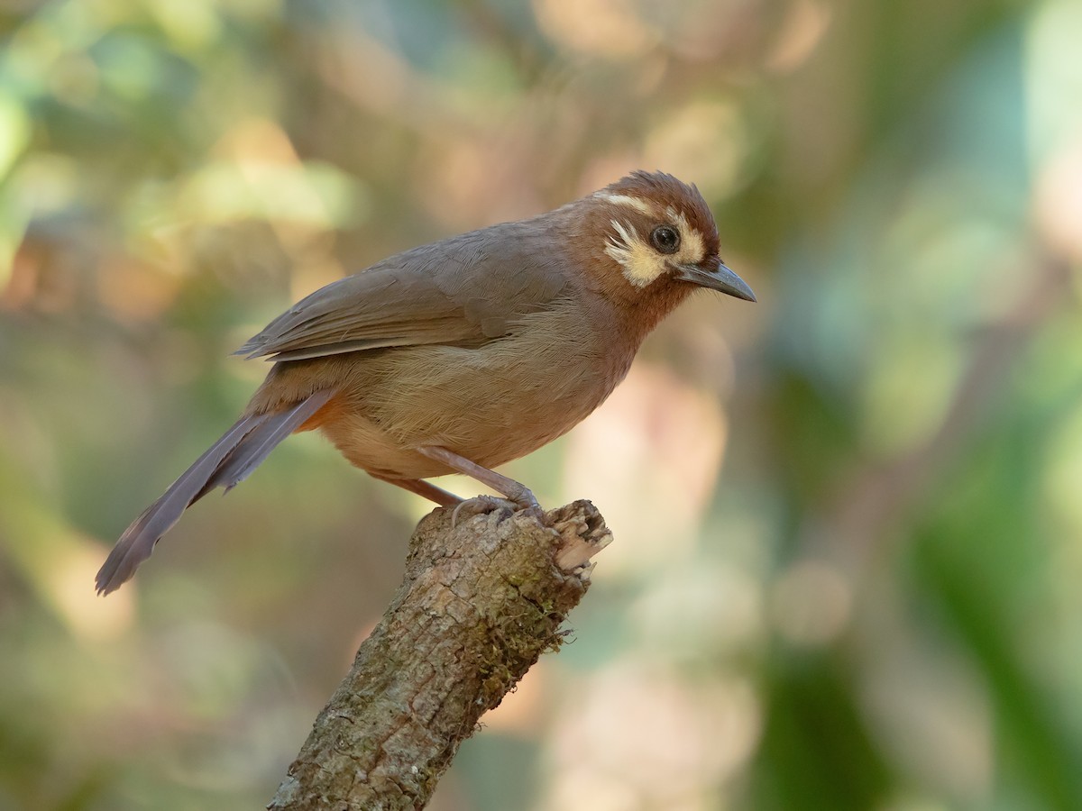 1. Chim  bò chiêu (Pterorhinus sannio) dài 22-24 cm, là loài định cư, tương đối phổ biến tại Tây Bắc, Đông Bắc, dễ bắt gặp tại VQG Hoàng Liên Sa Pa, khu BTTN Du Già, Quản Bạ, Tây Côn Lĩnh. Ảnh: eBird.