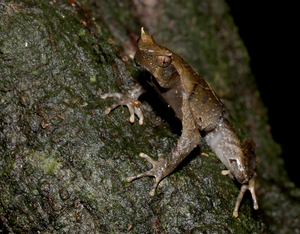 Một chú ếch sừng châu Á (Megophrys pachyproctus) ở Vườn quốc gia Cúc Phương. Ảnh: cowyeow / Flickr.