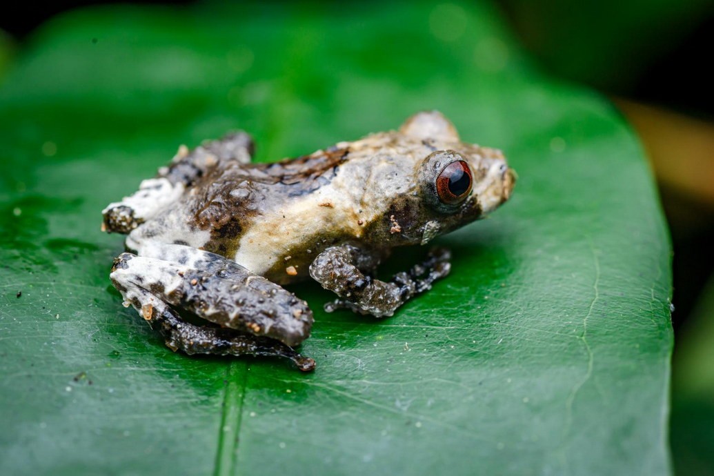 Là một loài lưỡng cư bản địa của Việt Nam,  nhái cây sần Asper (Theloderma asperum) được quốc tế biết đến rộng rãi với tên gọi "ếch phân chim Việt Nam" (Vietnamese bird poop frog). Ảnh: Thai National Parks.