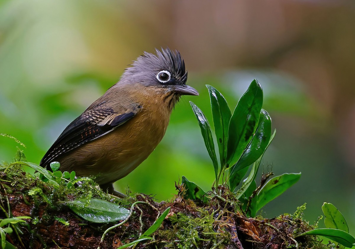  Chim khướu vằn đầu đen (Actinodura sodangorum), chụp ở vùng núi Ngọc Linh, Tây Nguyên. Ảnh: Ana Silva / Flickr.