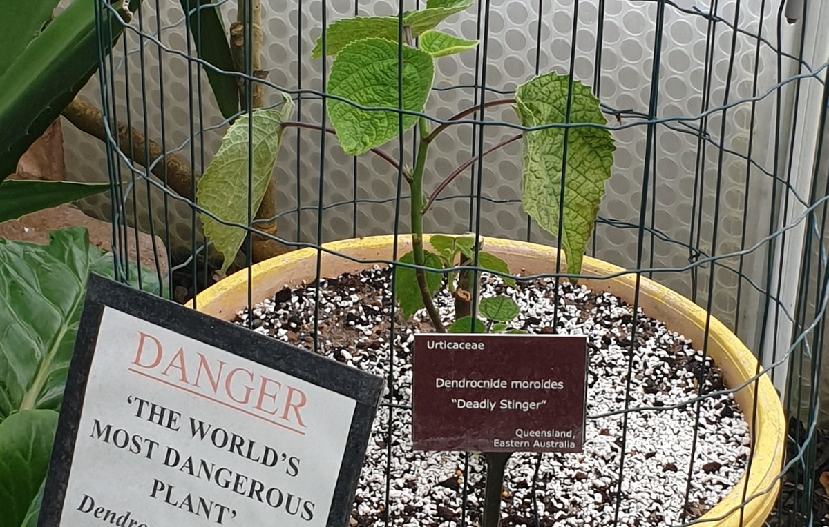 Mọc ở vùng nhiệt đới Đông Nam Á và Australia,  cây tầm ma Queensland (Dendrocnide moroides), còn gọi là cây chích (stinging tree) hoặc cây gympie-gympie, được mệnh danh là "loài cây nguy hiểm nhất thế giới". Ảnh: Newsweek.