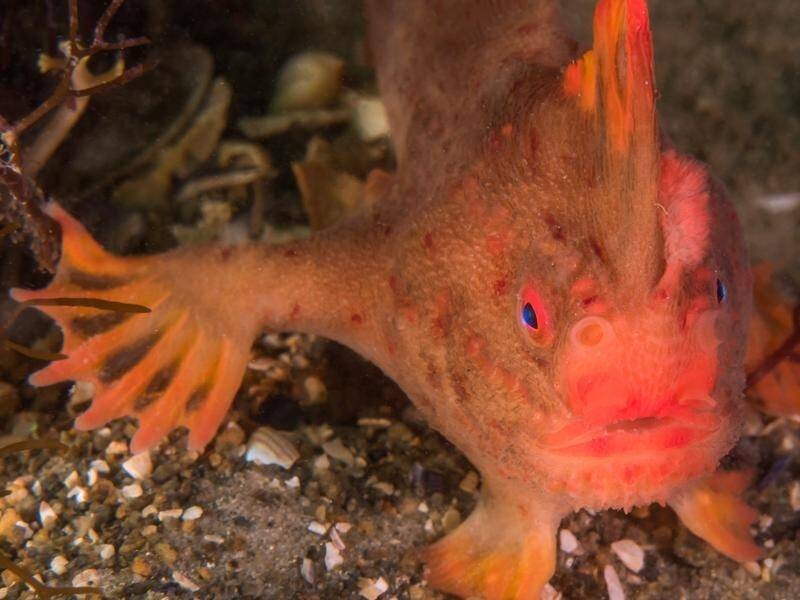 Loài  cá tay đỏ (Red handfish) còn được gọi là cá đi bộ, là một trong những loài cá hiếm nhất thế giới, chỉ được tìm thấy ở hai mảng rạn san hô nhỏ ngoài khơi Tasmania, Australia.