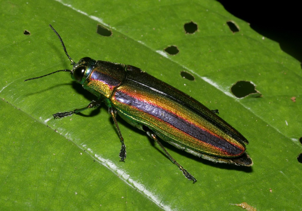 Một chú bọ ngọc (Chrysochroa fulgidissima) có màu sắc bắt mắt, cư dân của  VQG Cúc Phương. Ảnh: cowyeow / Flickr.