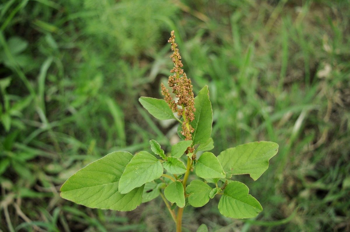  Dền đất (Amaranthus viridis) cao 60-80 cm, là cây bản địa của miền Nam nước Mỹ và Mexico. Được dùng làm rau xanh, loài cây này đã được du nhập đến các châu lục khác nhau và trở thành một phần của hệ thực vật tự nhiên ở nhiều nơi. Ảnh: Plants of the World Online.