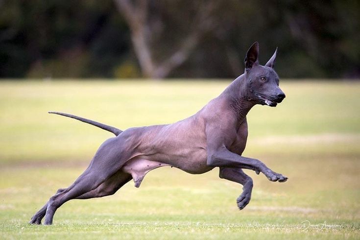  Xoloitzcuintli. Giống chó cổ xưa của Mexico với làn da trần, không có lông này từng được coi là chó thiêng trong văn hóa Aztec. Chúng có khả năng điều hòa nhiệt độ cơ thể tốt hơn các giống chó khác. Ảnh: Pinterest.