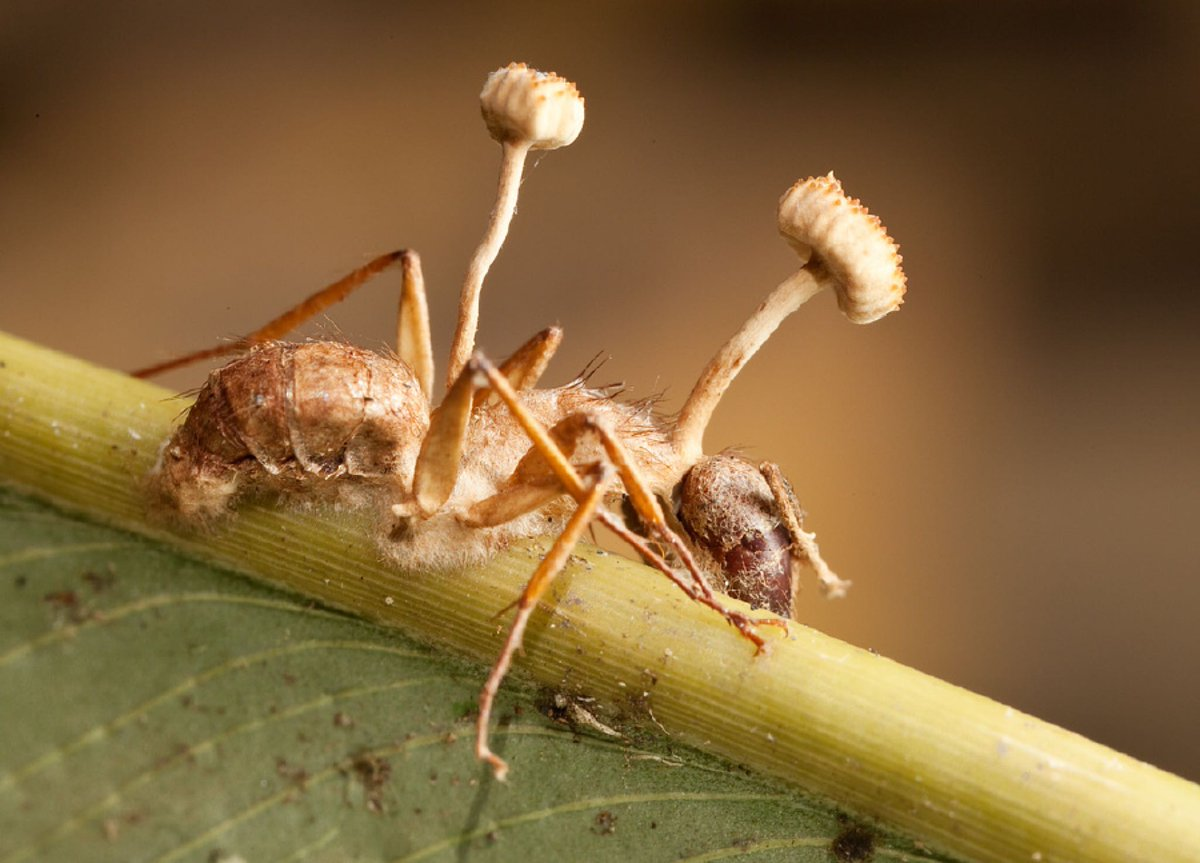  Nấm Cordyceps (Ophiocordyceps unilateralis). Loài nấm ký sinh này tấn công các loài côn trùng, đặc biệt là kiến, kiểm soát hành vi của vật chủ rồi phát triển từ bên trong cơ thể của chúng. Sau khi vật chủ chết, nấm phát triển ra ngoài, tiếp tục chu kỳ sinh sản. Ảnh: Pinterest.