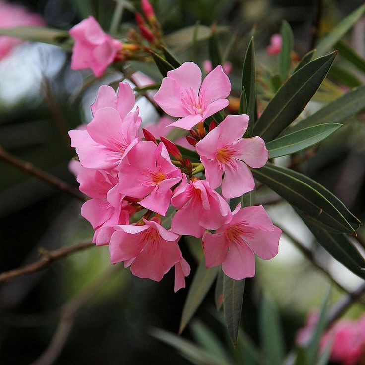  Hoa Trúc đào (Nerium oleander). Độc tính: Lá, hoa, và nhựa cây đều chứa glycoside tim gây độc. Triệu chứng: Buồn nôn, nôn mửa, loạn nhịp tim, hôn mê và có thể gây tử vong. Ảnh: Pinterest.