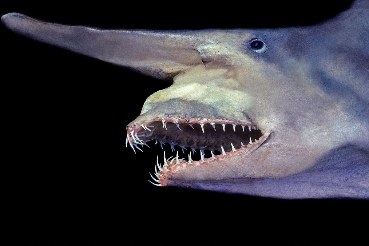  1. Cá mập yêu tinh (Goblin Shark). Có mũi dài và nhọn với hàm có thể đẩy ra ngoài để tấn công con mồi,  cá mập yêu tinh trông như một loài sinh vật bước ra từ phim khoa học viễn tưởng. Chúng có khả năng săn mồi trong vùng nước rất sâu, nơi ánh sáng không thể chiếu tới. Ảnh: Pinterest.