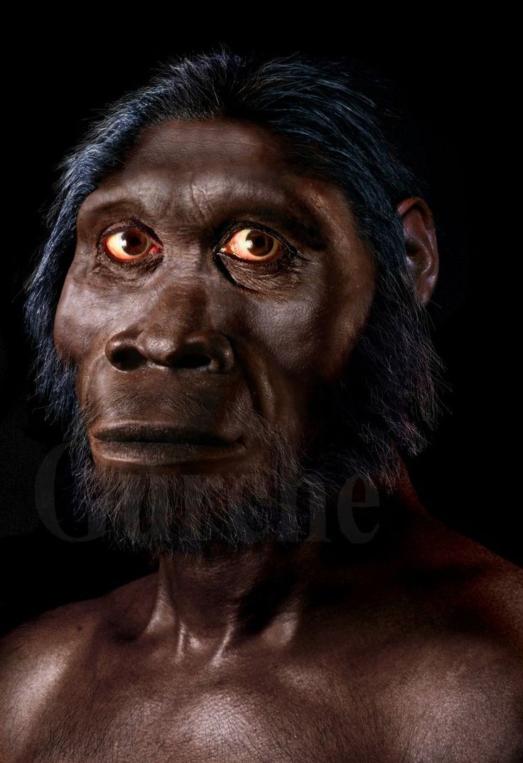  1. Homo habilis. Thời gian sống: Khoảng 2,3 - 1,65 triệu năm trước. Đặc điểm: Loài người cổ xưa này được cho là một trong những loài Homo đầu tiên sử dụng công cụ đá thô sơ, có bộ não lớn hơn các loài vượn người trước đó. Ảnh: Pinterest.