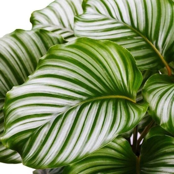  1. Calathea orbifolia (Cây công táo xanh).  Lá rộng, tròn và có các đường gân sáng màu. Mặt lá có các vân sọc rất nổi bật, tạo hiệu ứng độc đáo. Ảnh: Pinterest.