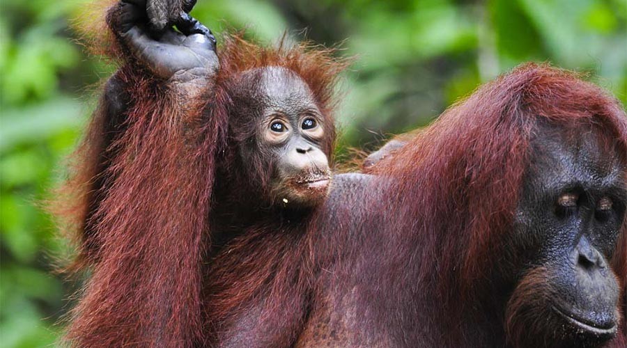    Sách đỏ do Liên minh Bảo tồn Thiên nhiên Quốc tế (IUCN) đã đưa ra danh sách những loài vật có nguy cơ tuyệt chủng cao nhất. Lý do khiến chúng rơi vào tình cảnh sắp sửa biến mất là vì nạn săn trộm, quá trình biến đổi khí hậu…