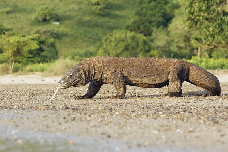  1. Rồng Komodo (Varanus komodoensis). Là loài  thằn lằn lớn nhất thế giới, có thể dài tới 3 mét và nặng hơn 70 kg. Chúng có nọc độc và là loài ăn thịt mạnh mẽ, săn cả những con mồi lớn như nai. Ảnh: Pinterest.