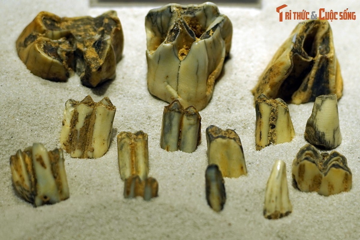 Những mẫu hóa thạch răng tê giác tuổi Pleistocene muộn (khoảng 40.000 đến 8.000 năm trước), được tìm thấy trong trầm tích hang động ở Điện Biên.