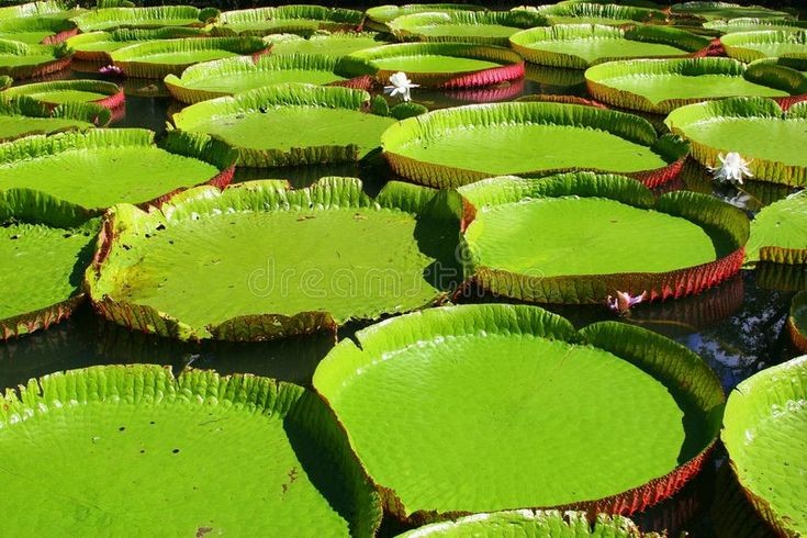  1. Cây súng Amazon (Victoria amazonica). Đây là một loài cây súng nước khổng lồ với lá có đường kính lên tới 3 mét, đủ lớn để đỡ trọng lượng của một người lớn. Lá của loài  thực vật Amazon này có bề mặt gợn sóng và mép dựng lên để tránh bị ngập nước. Ảnh: Pinterest.