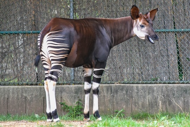 Okapi: Okapi là loài  động vật được tìm thấy vùng rừng nhiệt đới phía Bắc và Đông Bắc nước Cộng hòa Congo. Chúng có ngoại hình rất đặc biệt, mang đủ nét của ngựa vằn lẫn hươu cao cổ. Loài này ăn thực vật, chủ yếu là dương xỉ, cỏ, lá non… Thậm chí chúng còn ăn cả khúc cây bị cháy xém.