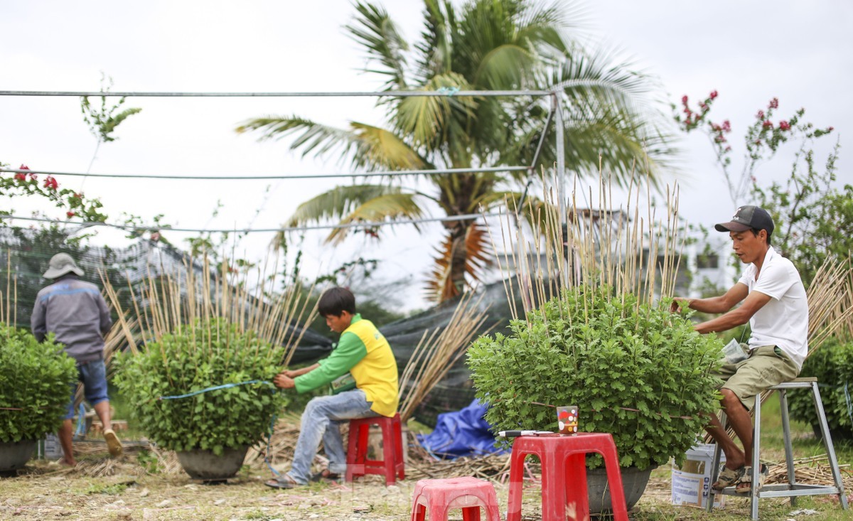 Bên bờ sông Hà Thanh (TP. Quy Nhơn) những ngày này, từ sáng đến tối không khí nhộn nhịp tại các vườn hoa, các thợ cúc tất bật cắm cọc, trẩy nụ, "tút" lại những chậu hoa để kịp xuất bán ra thị trường. Người trồng cúc ở bên sông Hà Thanh chủ yếu là cư dân của phường Đống Đa, thêm một vài hộ ở các nơi về thuê đất trồng hoa. Ảnh: Trương Định.