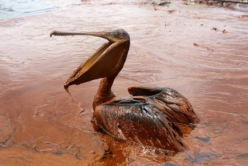 Một chú bồ nông bơi trong dầu ở đảo Queen Bess, Pelican Rookery, Louisiana do ảnh hưởng của việc khoan dầu ở Deepwater Horizon. (Nguồn: techinsider)