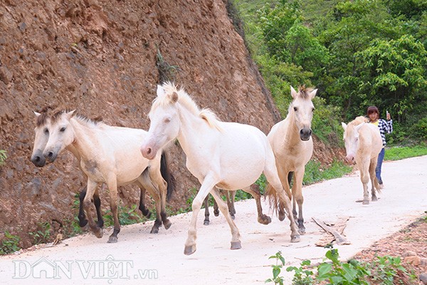 Cách TP Lạng Sơn hơn 70km, đường đến xã Hữu Kiên uốn lượn quanh co, phải vượt qua nhiều núi cao, cây cối ngút ngàn. Trên các sườn đồi thoai thoải vươn dài nối tiếp nhau, xuất hiện bóng những con ngựa đang thong dong gặm cỏ.