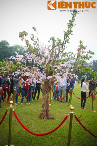 Sáng ngày 11/4/2015, Lễ hội Sakura hay còn được giới trẻ Việt Nam biết tới là  lễ hội hoa anh đào đã được tổ chức tại sân chính của Hoàng thành Thăng Long.