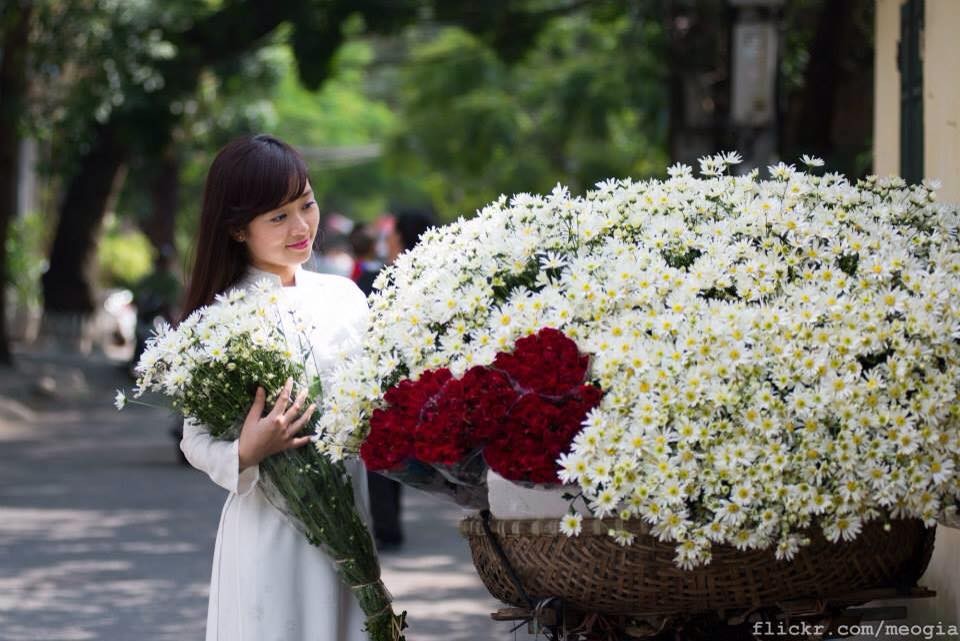 Những ngày đầu tháng 11, khi cái nắng héo tàn của mùa thu còn vương vấn thì cũng là mùa  cúc họa mi nở.