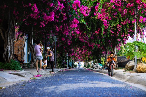 Hoa giấy thường nở quanh năm nhưng nở rộ nhất vào những ngày đầu tháng 12. Chính đặc tính nở thành từng chùm của loài hoa cánh mỏng manh này đã tạo nên những  cung đường hoa giấy đặc sắc khiến giới trẻ như ngỡ lạc vào tiên giới. Ảnh: Tin Tức Khánh Hòa.