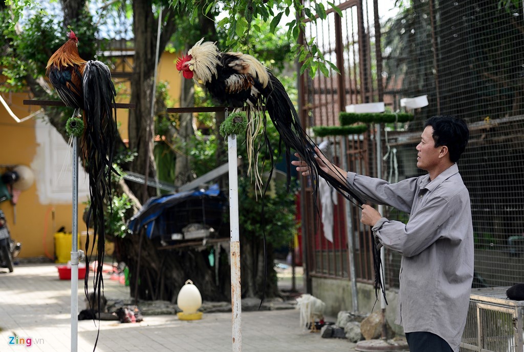 Anh Phan Minh Hồng, chủ trại gà quý hiếm ở thị xã Dĩ An, Bình Dương đã nhân giống thành công hơn 10 giống gà quý trên thế giới. Loài gây chú ý nhất lúc này của trang trại là gà Onagadori có bộ đuôi rất dài.