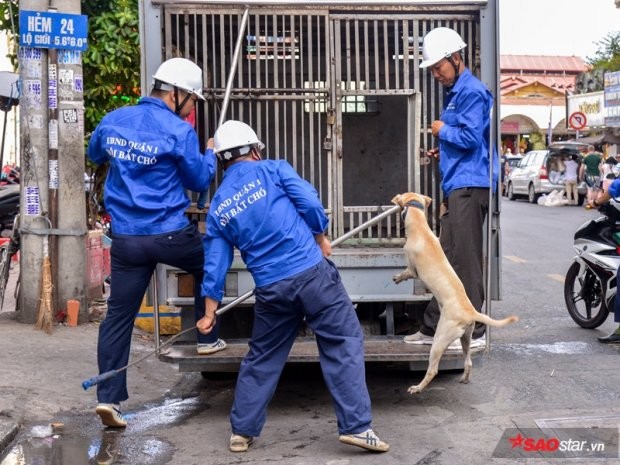 Để đảm bảo môi trường văn minh đô thị cũng như ngăn ngừa nguy cơ tấn công từ  chó thả rông đến người dân trên địa bàn thành phố, ngày 15/8, chiến dịch bắt cho thả rông đã được triển khai trên địa bàn quận 1, TP.HCM. Đội bắt chó gồm 3-5 người dùng thòng lọng cùng các phương tiện chuyên dụng để tiến hành. Bên cạnh đó, còn có sự phối hợp, giám sát, hỗ trợ của các cơ quan chức năng như đội đô thị và lực lượng công an.