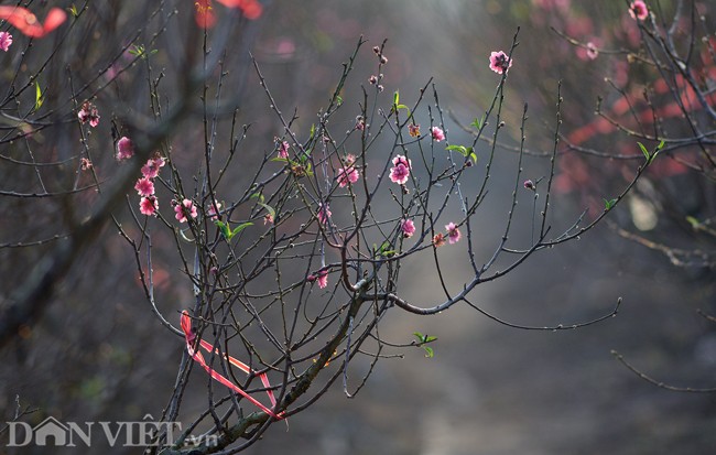 Nhiều gốc đào tại làng Nhật Tân (quận Tây Hồ) bắt đầu nở hoa. Người trông nom vườn cho biết, do mùa đông năm nay lạnh không kéo dài nên hoa bung nở sớm.