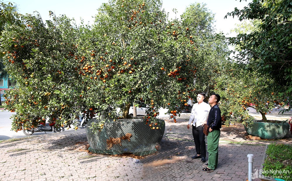 Đến hẹn lại lên, ngày cận Tết, các thương lái lại đưa những cây cảnh độc, lạ về thành phố Vinh. Năm nay, những  cây quýt rừng, còn gọi là quýt hôi được thương lái đưa về sớm.