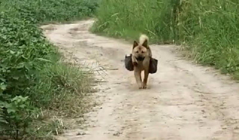 Mọi người yêu mến loài  chó vì chúng thông minh, tình cảm và đặc biệt trung thành tuyệt đối với chủ nhân của mình.