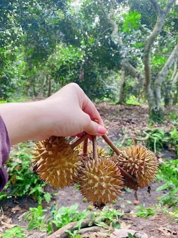 Trong hình dung của số đông,  sầu riêng là loại quả có kích thước lớn, khá chật vật trong khoản bổ. Chưa kể, khi mua loại trái cây này cũng hên xui bởi bề ngoài trông ngon đẹp nhưng bên trong đôi khi chẳng có gì, hoặc múi lép.