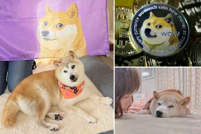 Kabosu là tên của một chú chó thuộc giống Shiba Inu, nổi tiếng khắp thế giới nhờ trở thành hình tượng của meme "Doge".