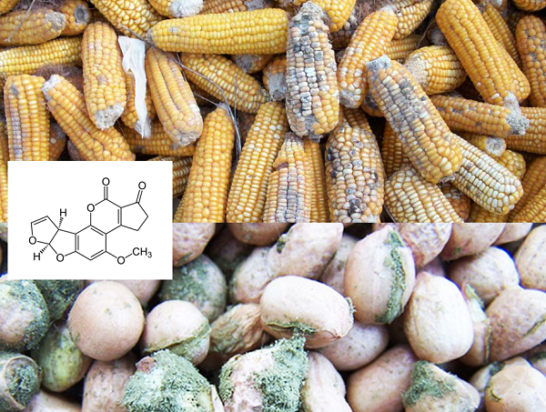 Aflatoxin có trong thực phẩm mốc là một loại độc tố vi nấm được sản sinh bởi nấm mốc Aspergillus. Liều lượng gây tử vong của aflatoxin BI là 0,36mg/kg thể trọng. Nó được đánh giá là chất kịch độc, có độc tính gấp 10 lần so với kali xyanua, 68 lần so với asen (thạch tín).