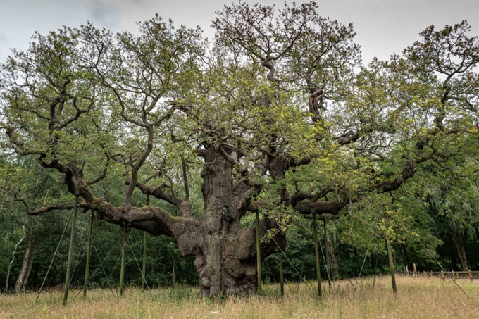 Cây sồi Vĩ Đại (Major Oak) sinh trưởng trong khu rừng Sherwood ở Nottinghamshire, Anh. Theo các chuyên gia,  cây sồi khoảng 1.000 tuổi và nặng gần 23 tấn.