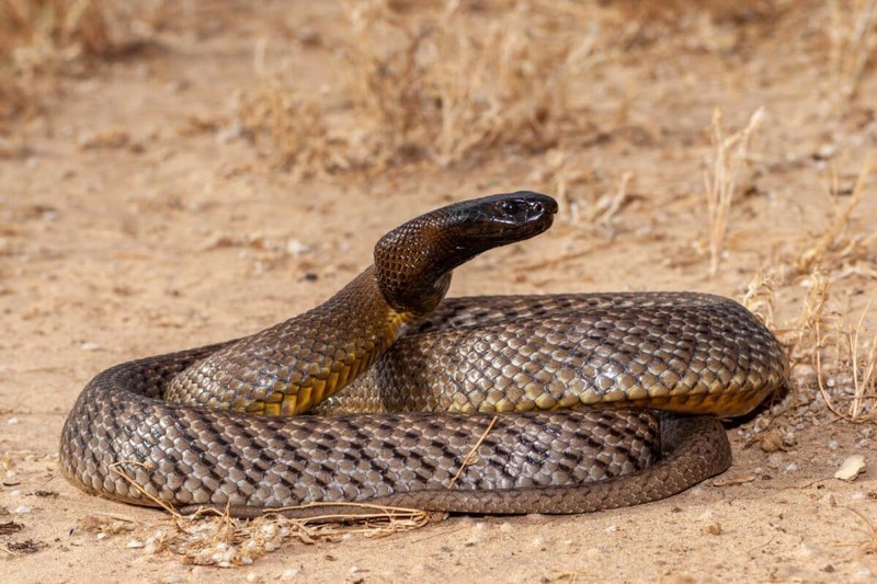 Rắn taipan nội địa (Oxyuranus scutellatus) là một trong những  loài rắn có nọc độc mạnh nhất thế giới. Theo nghiên cứu, nọc độc của chúng có khả năng gây chết người cao với liều gây chết trung bình LD50 là 0,01 mg/kg. Ảnh: billabongsanctuary.