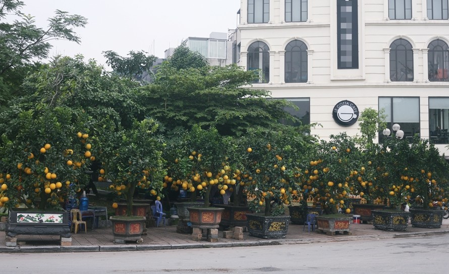 Đến hẹn lại lên, dọc vỉa hè tuyến đường Lạc Long Quân (Tây Hồ, Hà Nội) những ngày cận Tết Nguyên đán Canh Tý 2020, không khí càng trở nên nhộn nhịp, náo nhiệt hơn khi nhiều nhà vườn đào, quất, bưởi tất bật vận chuyển cây xuống phố bày bán.