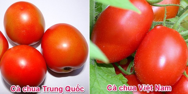 Cà chua là một trong số nhiều loại  rau củ Trung Quốc bán tràn lan tại các chợ ở Việt Nam. Điểm dễ phân biệt nhất là cà chua Việt hình thuôn nhỏ bầu dục, nhiều quả có núm nhỏ, nhọn hoặc cà chua sẽ có hình tròn dẹt, méo mó; vỏ bên ngoài không bóng đẹp.