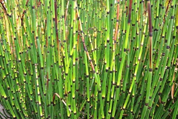  Cây mộc tặc có tên khoa học là Equisetum debile Roxb. Đây là cây thảo sống lâu năm, thân cây mọc đứng hình trụ rỗng, lá nhỏ dính vào nhau thành bẹ hình ống.